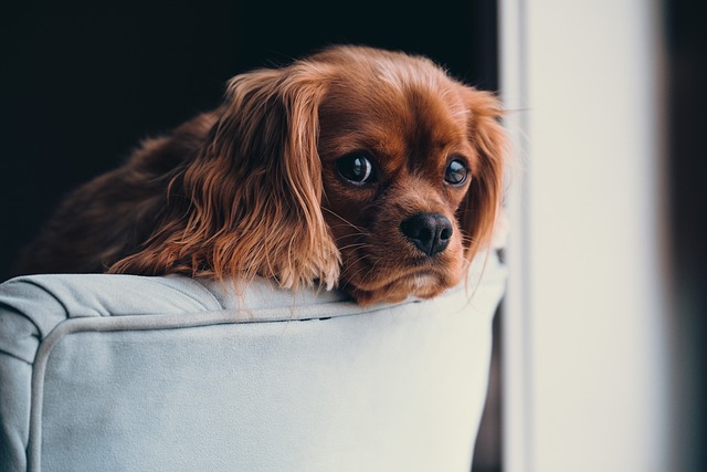 Kompletny przewodnik: Co pies potrzebuje w domu, aby czuć się komfortowo?